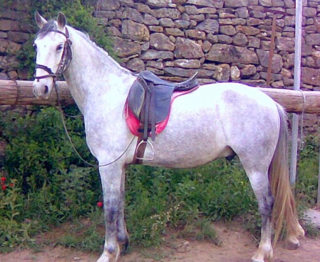 Hípica Peufort